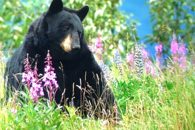 Wildlife Walking Half-Day Private Guided Tour in Whittier - A Closer Look at the Itinerary