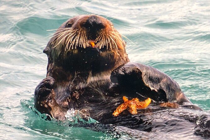 Wildlife Walking Half-Day Private Guided Tour in Whittier - Who Should Consider This Tour?