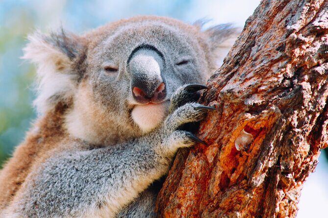 Wildlife, Waterfalls and Wine Day Tour from Sydney - The Value of This Tour