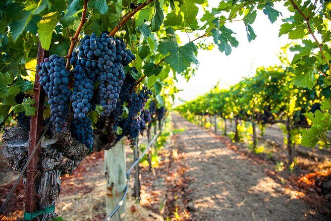 Willamette Valley Full-Day Wine Tour from Portland - Key Points