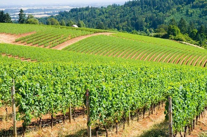 Willamette Valley Full-Day Wine Tour from Portland - What Travelers Say About the Tour