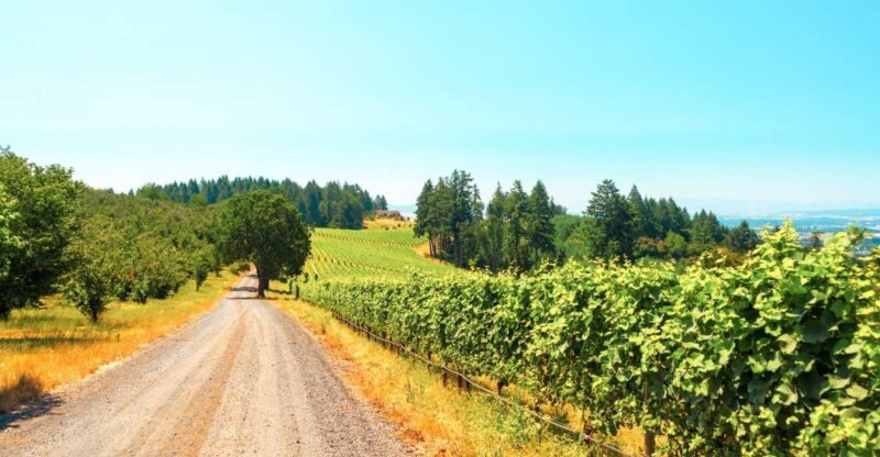 Willamette Valley Wine Tour - A practical look at Oregon’s famous wine country