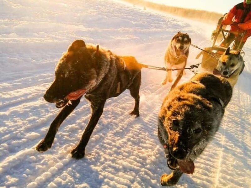 Willow: Dog Sledding and Snowmobile Combo Tour - Key Points