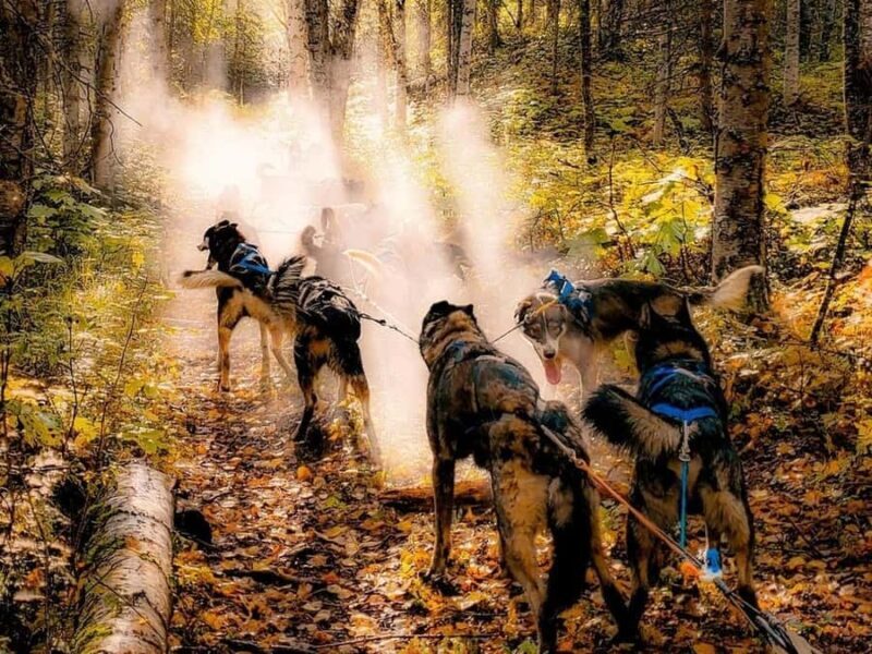 Willow: Dog Sledding & ATV/UTV Combo Tour - Key Points