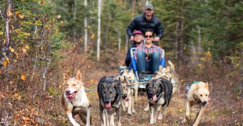 Willow: Summer Dog Sledding Ride in Alaska - Why This Tour Offers Real Value