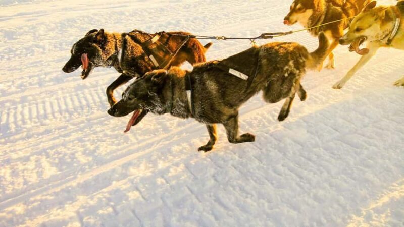 Willow: Winter Dog Sledding Adventure - Key Points