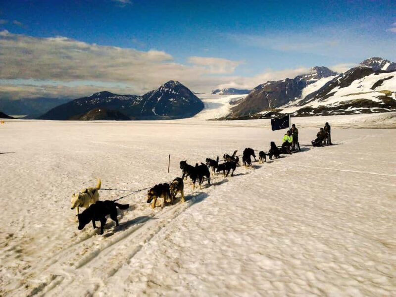 Willow: Winter Dog Sledding Adventure - An In-Depth Look at Willow’s Dog Sledding Adventure