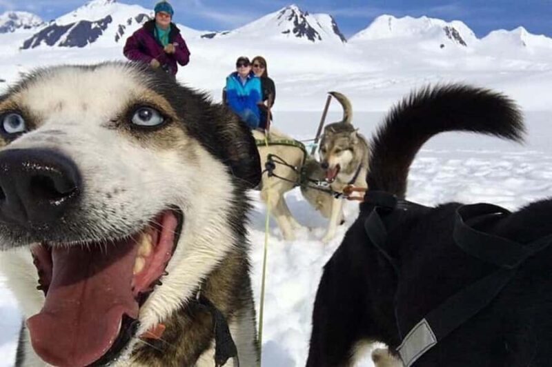 Willow: Winter Dog Sledding Adventure - The Sum Up
