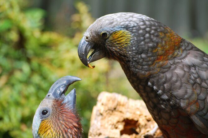 Willowbank Wildlife Reserve Day Entry - FAQ