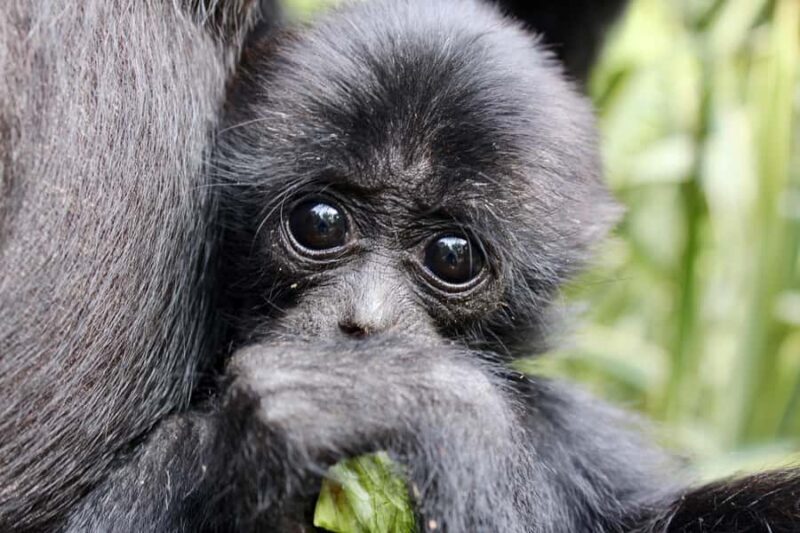 Willowbank Wildlife Reserve Day Entry Ticket - An In-Depth Look at Willowbank Wildlife Reserve