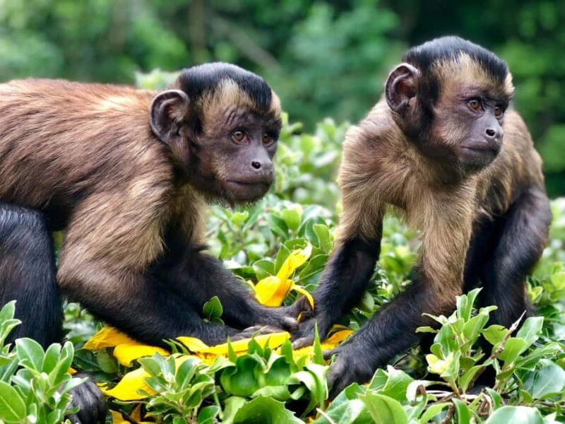 Willowbank Wildlife Reserve Day Entry Ticket - Authentic Encounters and Why They Matter