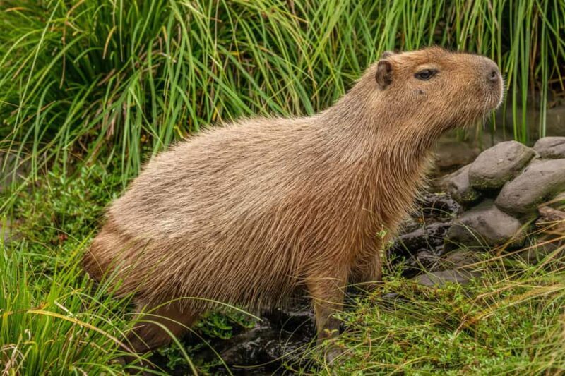 Willowbank Wildlife Reserve Day Entry Ticket - FAQ