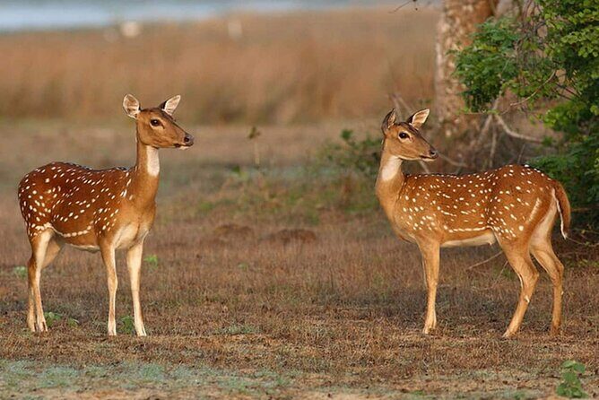 Wilpattu Full Day Private Jeep Safari from Trincomalee - What You Can Expect on the Safari