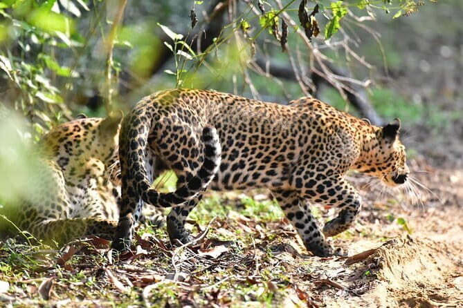 Wilpattu Half Day Safari From Anuradhapura - An In-Depth Look at the Wilpattu Half Day Safari