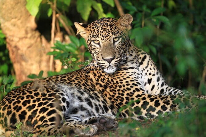 Wilpattu Jeep Safari Day Tour From Sigiriya - Key Points