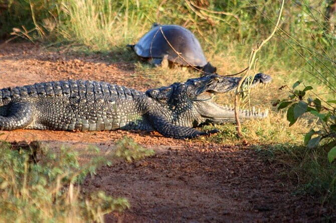 Wilpattu Jeep Safari Day Tour From Sigiriya - An In-Depth Look at the Wilpattu Jeep Safari Tour