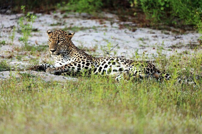 Wilpattu National Park 4-Hours Safari | with Naturalist - A Detailed Look at the Wilpattu National Park Safari Experience