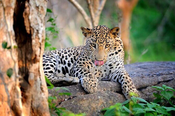 Wilpattu National Park 4-Hours Safari | with Naturalist - The Sum Up: Is Wilpattu Safari Worth It?