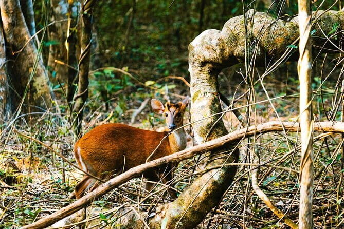 Wilpattu National Park Day tour From Negombo - Key Points