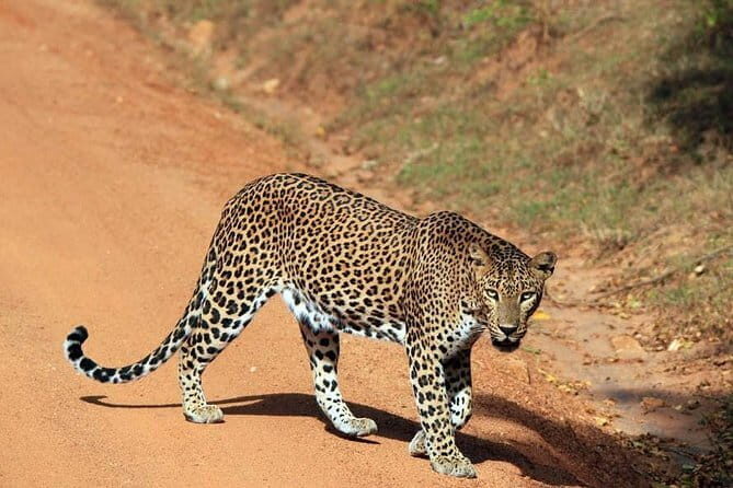 Wilpattu National Park Day tour From Negombo - Final Thoughts