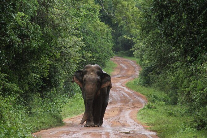 Wilpattu National Park Guided Tour in a Safari Jeep Ride - Key Points