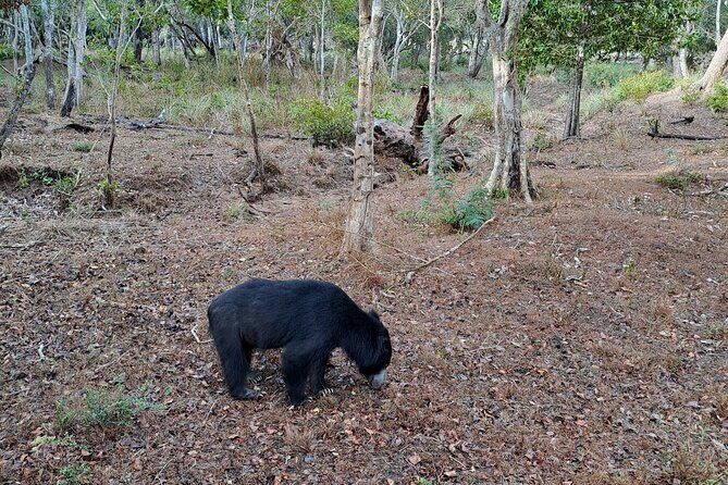 Wilpattu National Park Guided Tour in a Safari Jeep Ride - The Value of This Tour