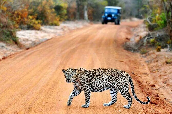 Wilpattu National Park Jeep Safari from Negombo / Waikkal (All Inclusive) - Key Points