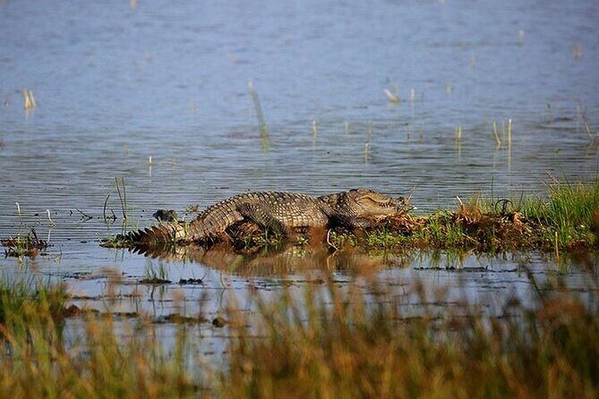 Wilpattu National Park Jeep Safari from Negombo / Waikkal (All Inclusive) - A Deep Dive into the Wilpattu Safari Experience
