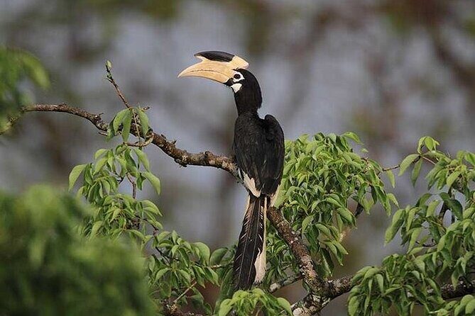 Wilpattu National Park Jeep Safari from Negombo / Waikkal (All Inclusive) - The Sum Up