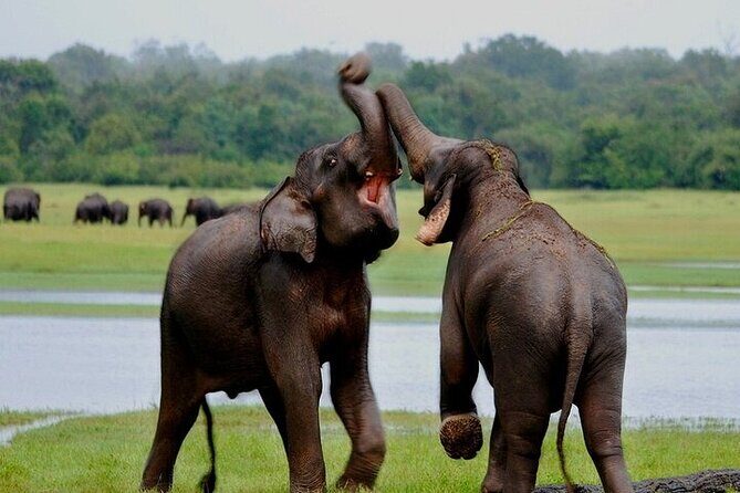 Wilpattu National Park Jeep Safari from Negombo / Waikkal (All Inclusive) - FAQ