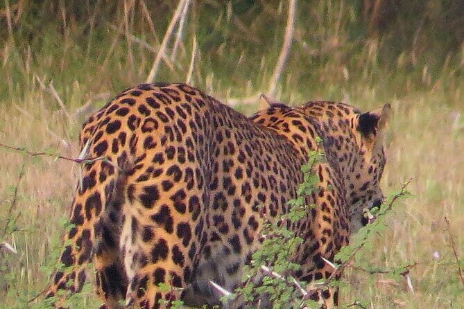 Wilpattu National Park Private Jeep Safari From Colombo & Negombo - FAQ