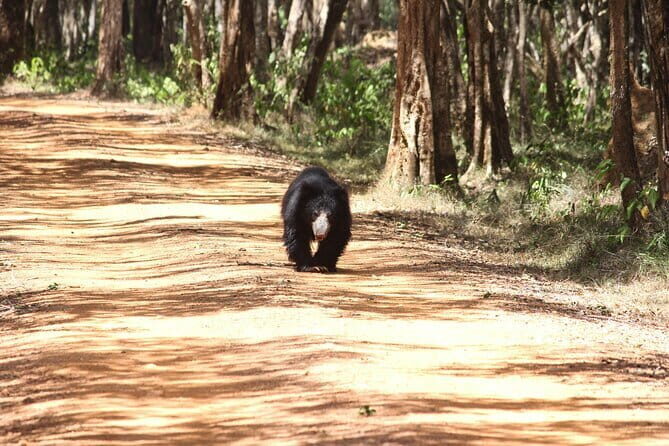 Wilpattu National Park Private Jeep Safari From Colombo & Negombo - In-Depth Review of the Wilpattu Safari Experience