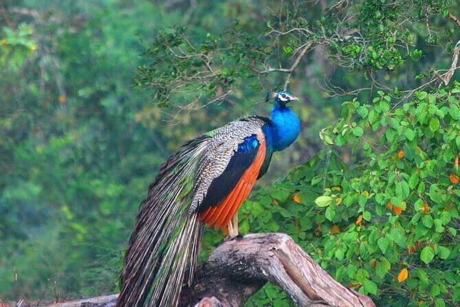 Wilpattu National Park Private Jeep Safari From Colombo & Negombo - The Sum Up