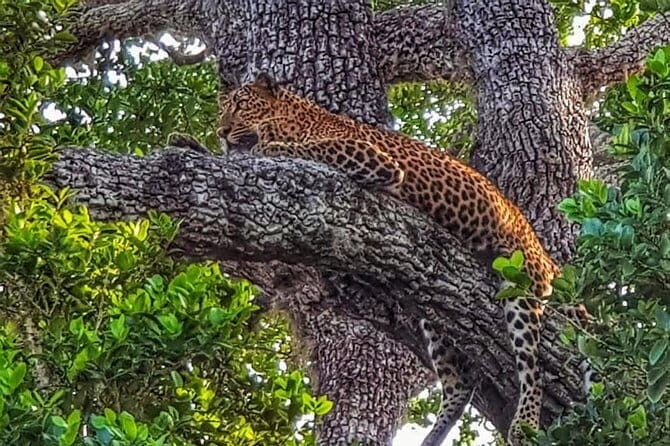 Wilpattu National Park Private Jeep Safari From Colombo & Negombo - FAQ