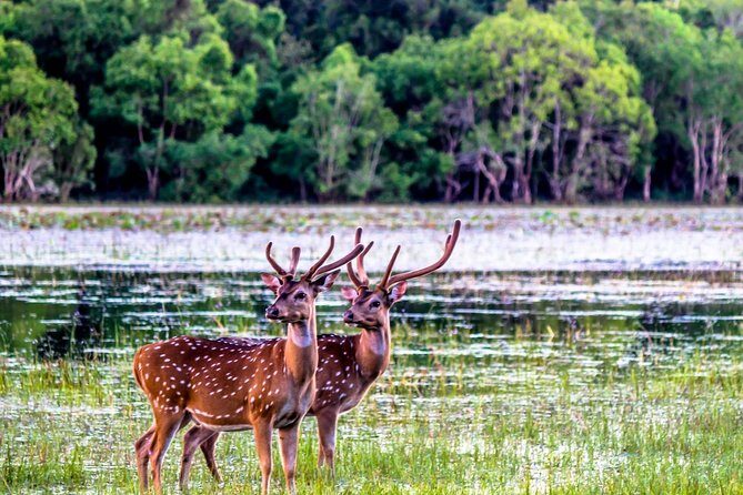 Wilpattu National Park Private Safari (All Inclusive) From Kandy - Practical Details and Considerations
