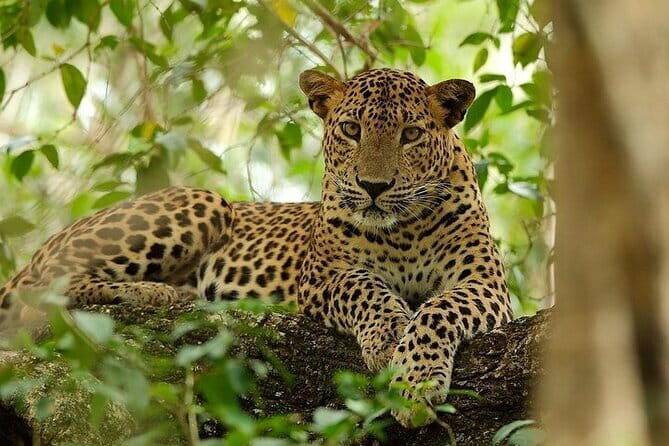 Wilpattu National Park Safari, Budget Tour from Colombo - Exploring the Wilpattu National Park Safari from Colombo