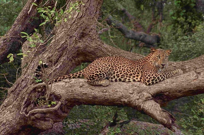 Wilpattu National Park Safari, Budget Tour from Colombo - Who is this tour best suited for?