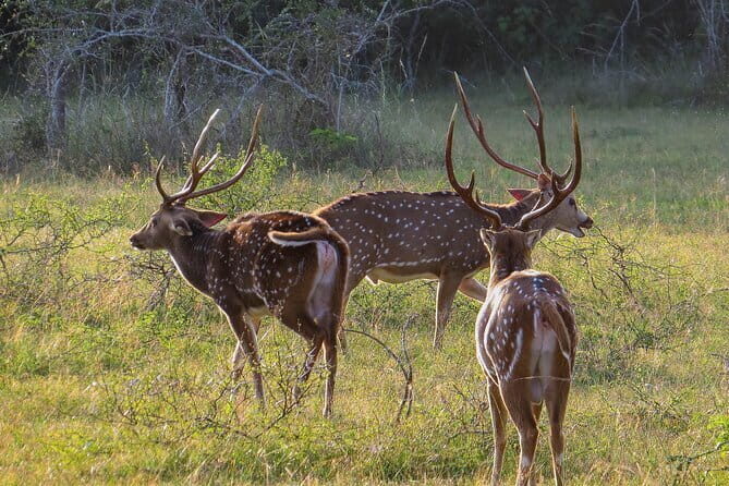 Wilpattu National Park Safari from Kandy - Analyzing the Value of This Tour