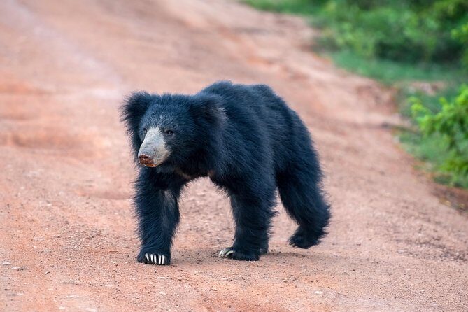 Wilpattu National Park Safari from Negombo - The Itinerary, Breakdown & What to Expect