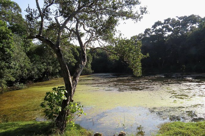 Wilpattu National Park Safari from Negombo - Final Thoughts: Is This Tour Worth It?