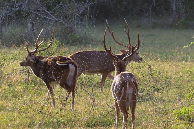 Wilpattu National Park Safari from Negombo - Frequently Asked Questions