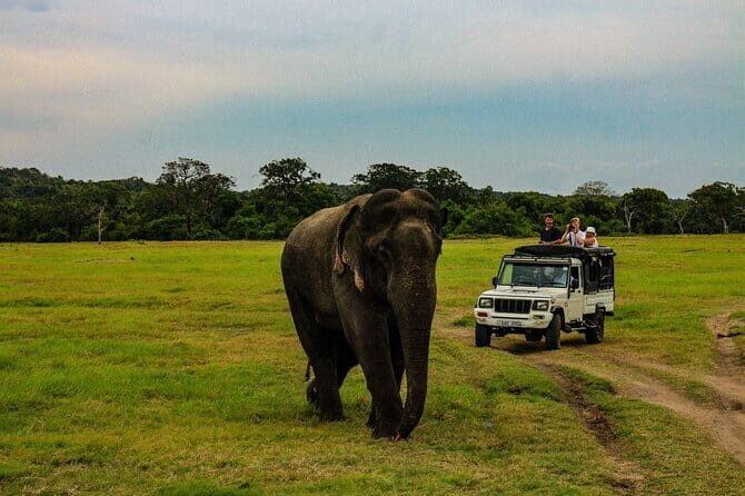 Wilpattu National Park safari with Hotel Transfers, jeep, tickets - An In-Depth Look at the Wilpattu Safari Tour