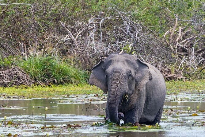 Wilpattu National Park safari with Hotel Transfers, jeep, tickets - What the Reviews Say (and What We Learned)