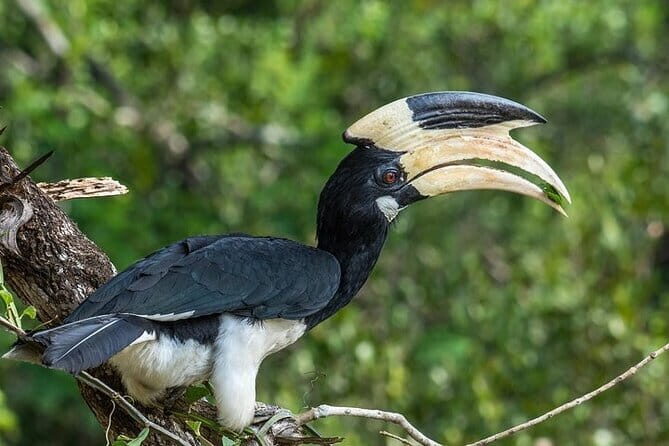 Wilpattu National Park safari with Hotel Transfers, jeep, tickets - The Sum Up