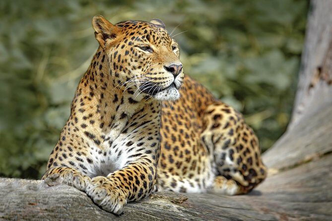 Wilpattu National Park Safari with Naturalist - Wildlife Watching: What You Might See