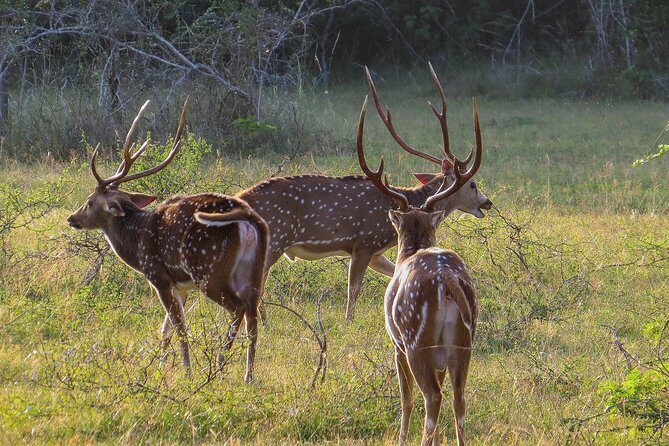 Wilpattu National Park Safari with Naturalist - Practical Details and Tips