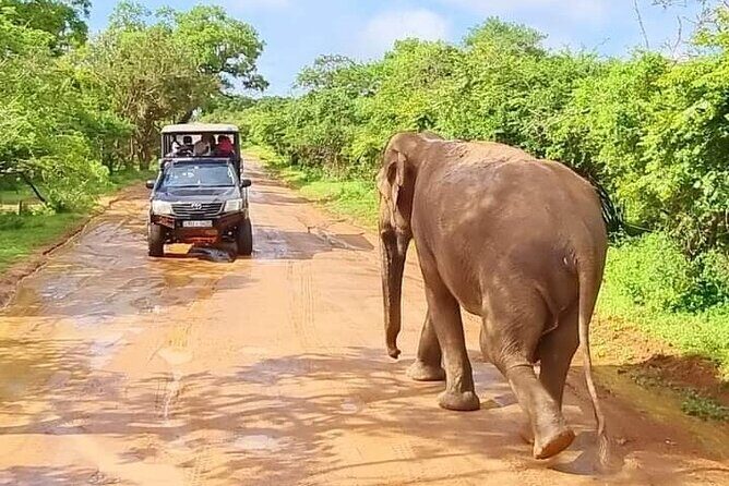 Wilpattu National Park Safari with Pigeon Island Tours - Key Points
