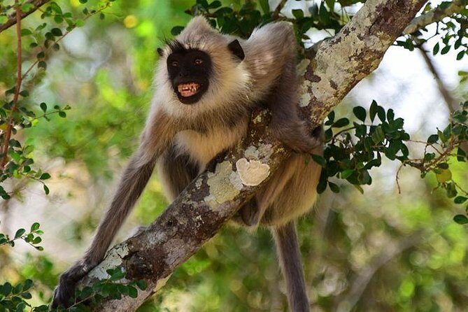Wilpattu National Park Ticket with jeep safari & Transfers - Key Points