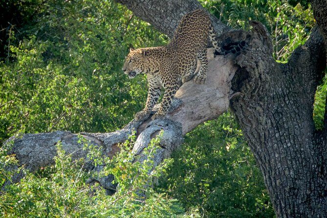 Wilpattu National Park Ticket with jeep safari & Transfers - The Value of the Experience