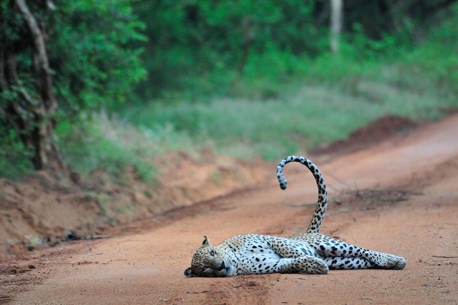Wilpattu National Park Ticket with jeep safari & Transfers - Frequently Asked Questions